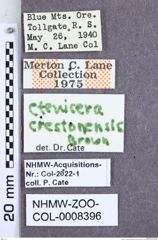 Etiketten zu Acteniceromorphus crestonensis (Brown, 1935) (NHMW-ZOO-COL-0008396)